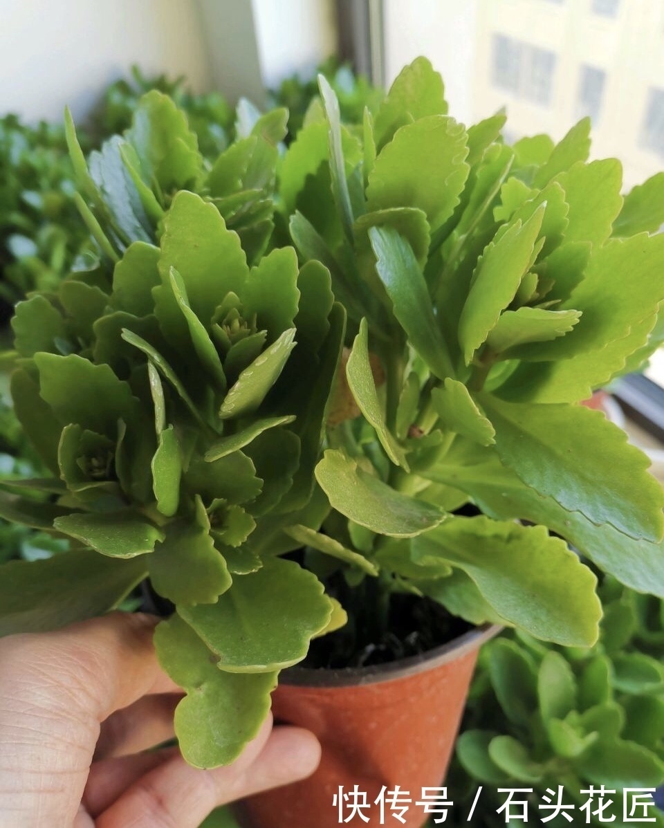 扦插长寿花，记住“选对”3种东西，生根快、长得旺