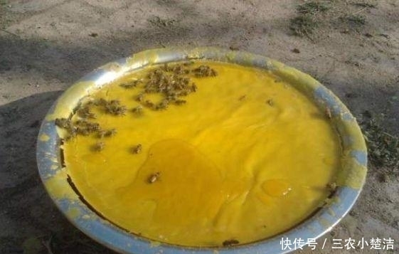 诱蜂|诱蜂为什么只能用蜂蜡? 白糖水与蜂蜜为什么不适合用来诱蜂?