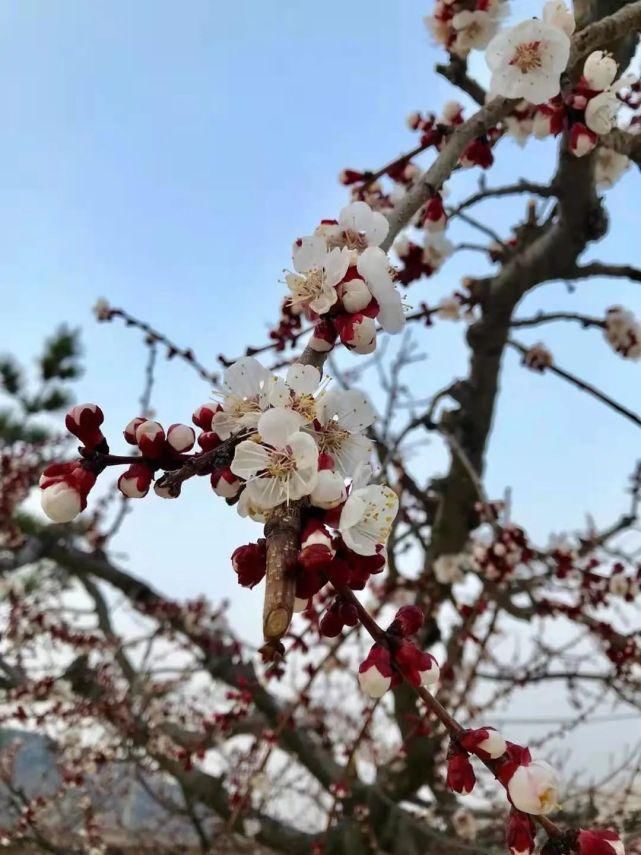 春水初生，春花初绽，春风十里在等你