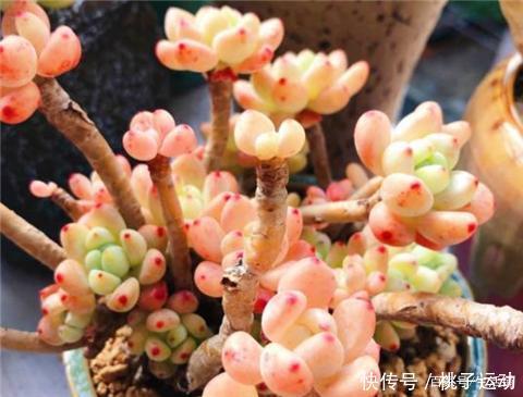 虹之玉锦|“超皮实”的3种多肉,冬天不怕冷,“冻一冻”,颜色更鲜嫩