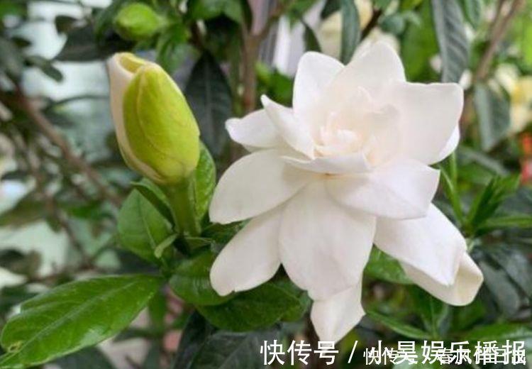 瓷玫瑰|阳台再小也必须养的4种花,一年开花300天,层层交叠,烂漫迷人眼