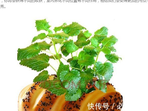 养花只需要以下5点,做到了你就是养花高手,养啥都爆盆