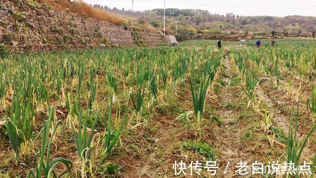 苗发勇|济南章丘大葱价格高,葱农们很无奈,看看他们说的