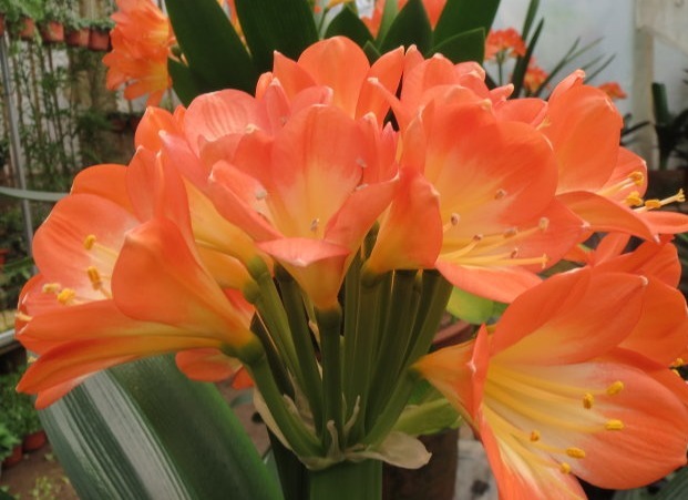 君子兰花期养护难掌握四个小技巧，呼呼长花苞，这个夏天真美好