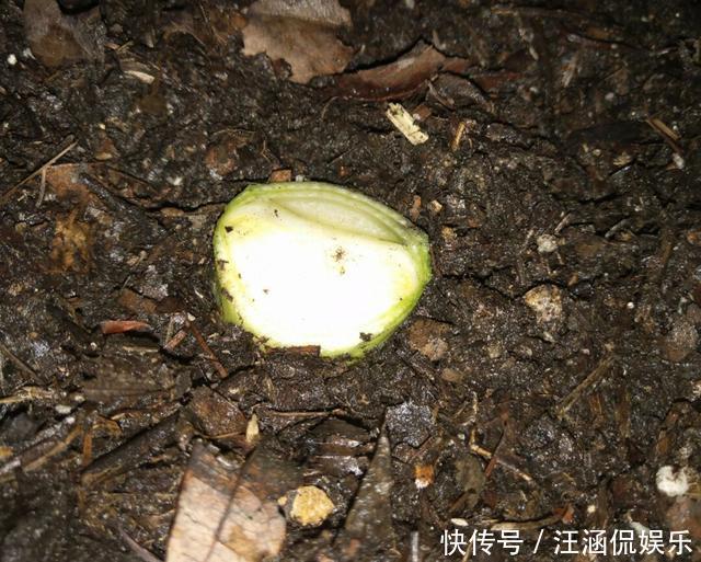 叶心里|夏天碰上君子兰烂根,别整盆扔,教你几招,还能长新芽