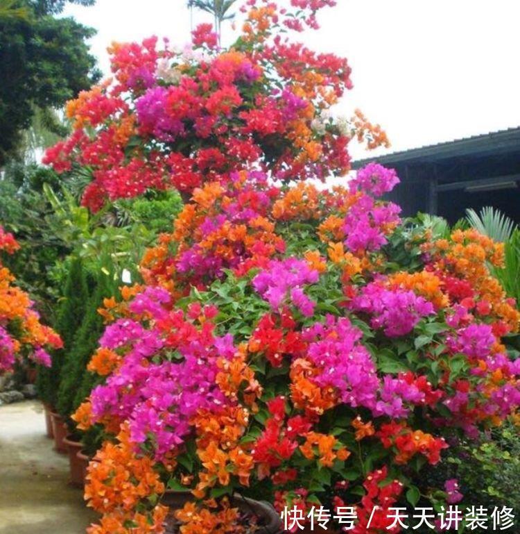 养花就养4种花,家里养一盆,花形别致,散发芳香,你养了吗?