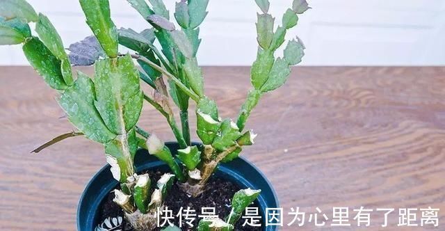 浇水|做好这几点，蟹爪兰到了夏天也不怕，轻松度过高温期