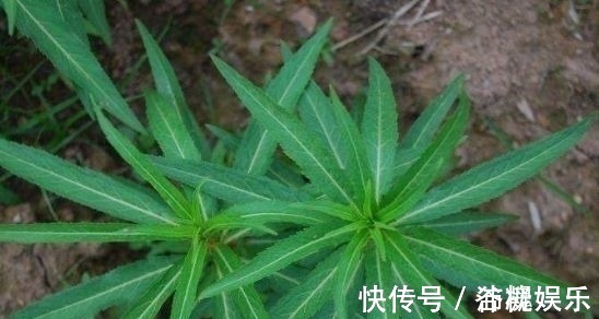 牲畜|农村被称为“养肝草”,曾经只是牲畜的饲料,其实价值珍贵