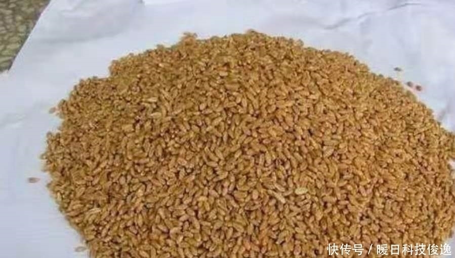 说出来你可能不信,热天钓鲫最不该错过这特效饵,既省钱又好用