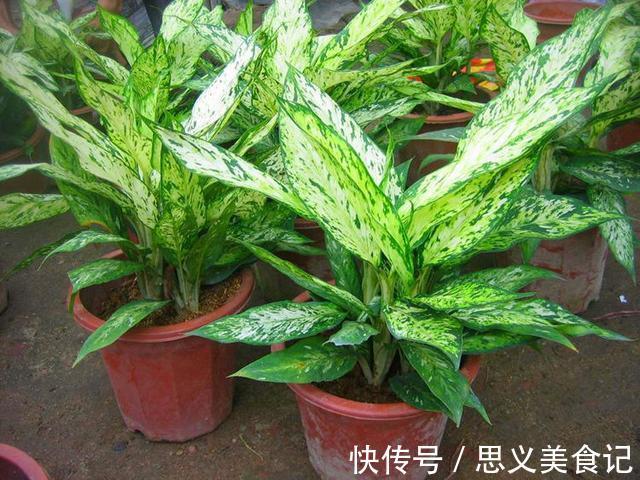 食醋|别用这4样水浇花,不然养什么植物都得浇一盆死一盆