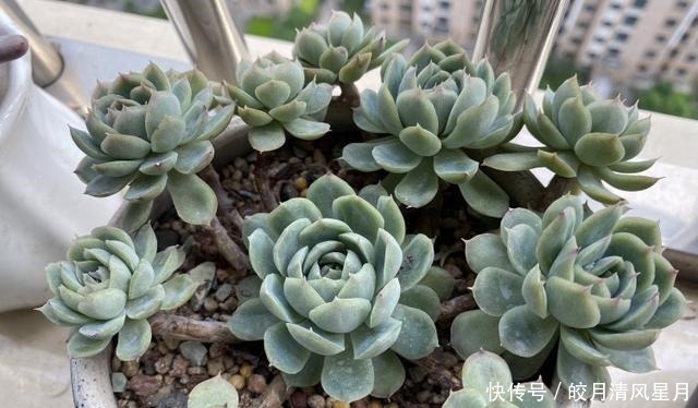 度夏|绿了也是心头肉,开始为度夏担忧!