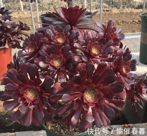 多肉植物|3款高颜值多肉,长势旺易爆头,养成群生小老桩,价值翻倍