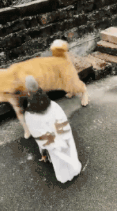 |搞笑GIF段子:没想到一只猫打不过一只鸟