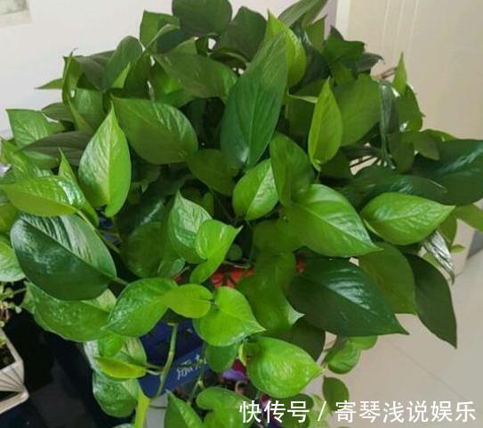 扦插绿萝：谨记这4步简单操作，生根速度快、爆盆效果好！