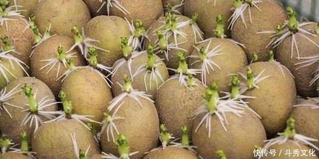 土豆发芽别扔!用处很大