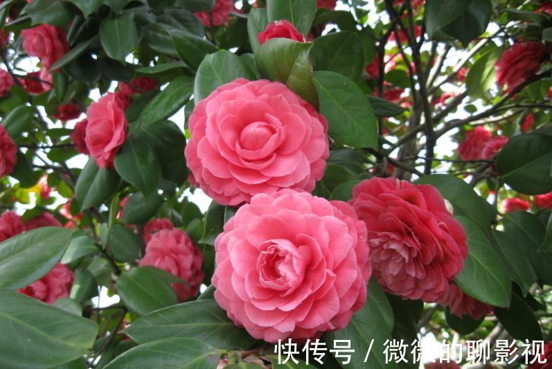 公认难养的4种花，容易黄叶烂根，养不活白费力，新手慎养