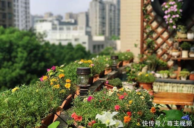 自己造花园,4种花卉不能少,2个月就能开爆盆,关键皮实好养!
