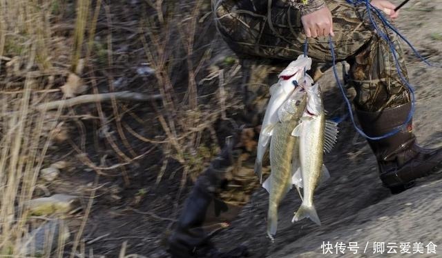 凶猛梭鲈鱼入侵山东多地，临沂钓鱼人：钓了几条，以为是鳜鱼