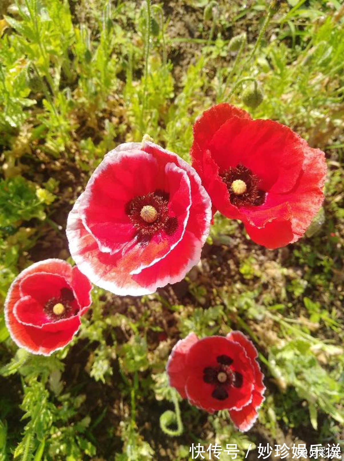 虞美人|秋天是养草花的季节,12种草花现在播种,俩月就能开花