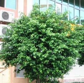 十种防辐射的绿植,装点家居好帮手,还能净化空气防辐射