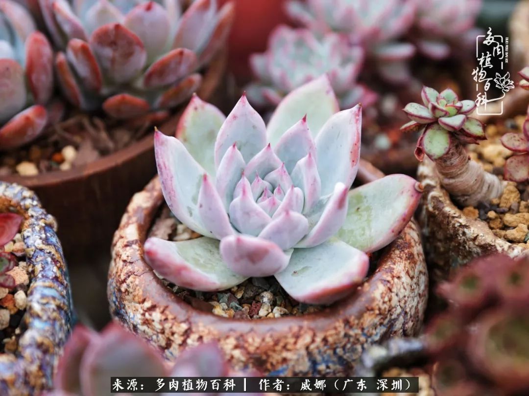 笼子里露养的多肉，越养越美！有多肉的日子伴着小确幸！