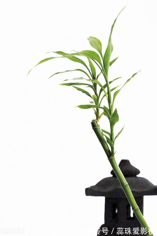 单数|为什么富贵竹“养单不养双”？老阿姨一句话，庆幸自己养对了