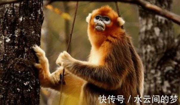 生肖猴|“十猴九苦”，生肖猴以下4月出生最好命，春风得意，财运不愁