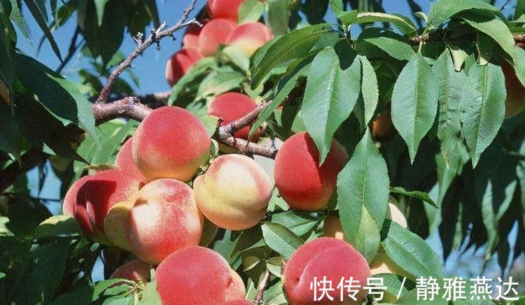 健胃消食|人到中年，不妨多吃三种食物，健胃消食，增强食欲，爱吃就赚到