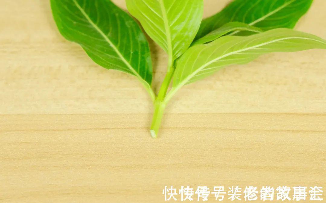 花量|6种花别养老桩,越老越不开花,赶紧扦插备份