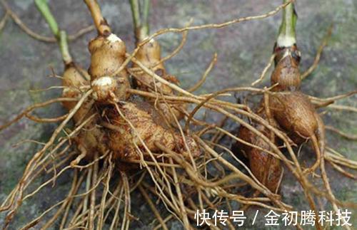 痰湿|脾胃不好,只用一味中药泡水喝,就能从此远离