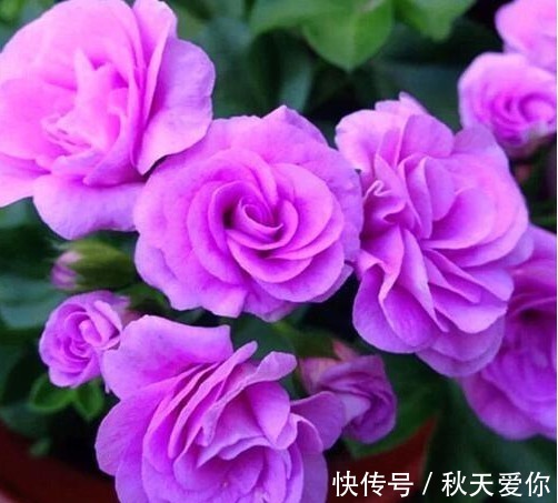 它花开如“玫瑰”,好养如绿萝,折个枝,插土就活,一开一大团