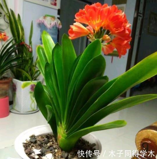 君子兰生长不佳，就喂一些“醋”，根系更壮硕，花朵更艳了