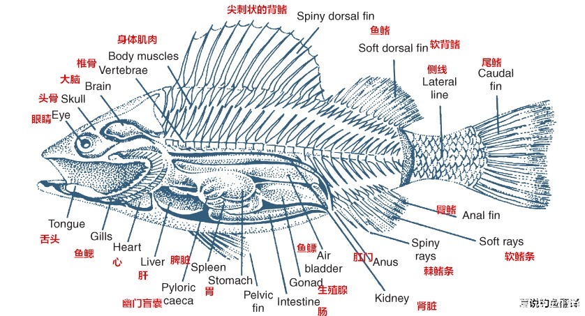 【鱼百科】鱼的基础知识,了解主要生理特征