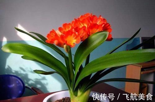 养一盆君子兰,观赏性极佳,浇水时记住口诀,肉质感强,色泽艳丽