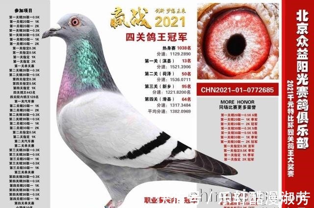 职业赛场|职业赛场哪家强且看这批2021年实力冠军鸽王