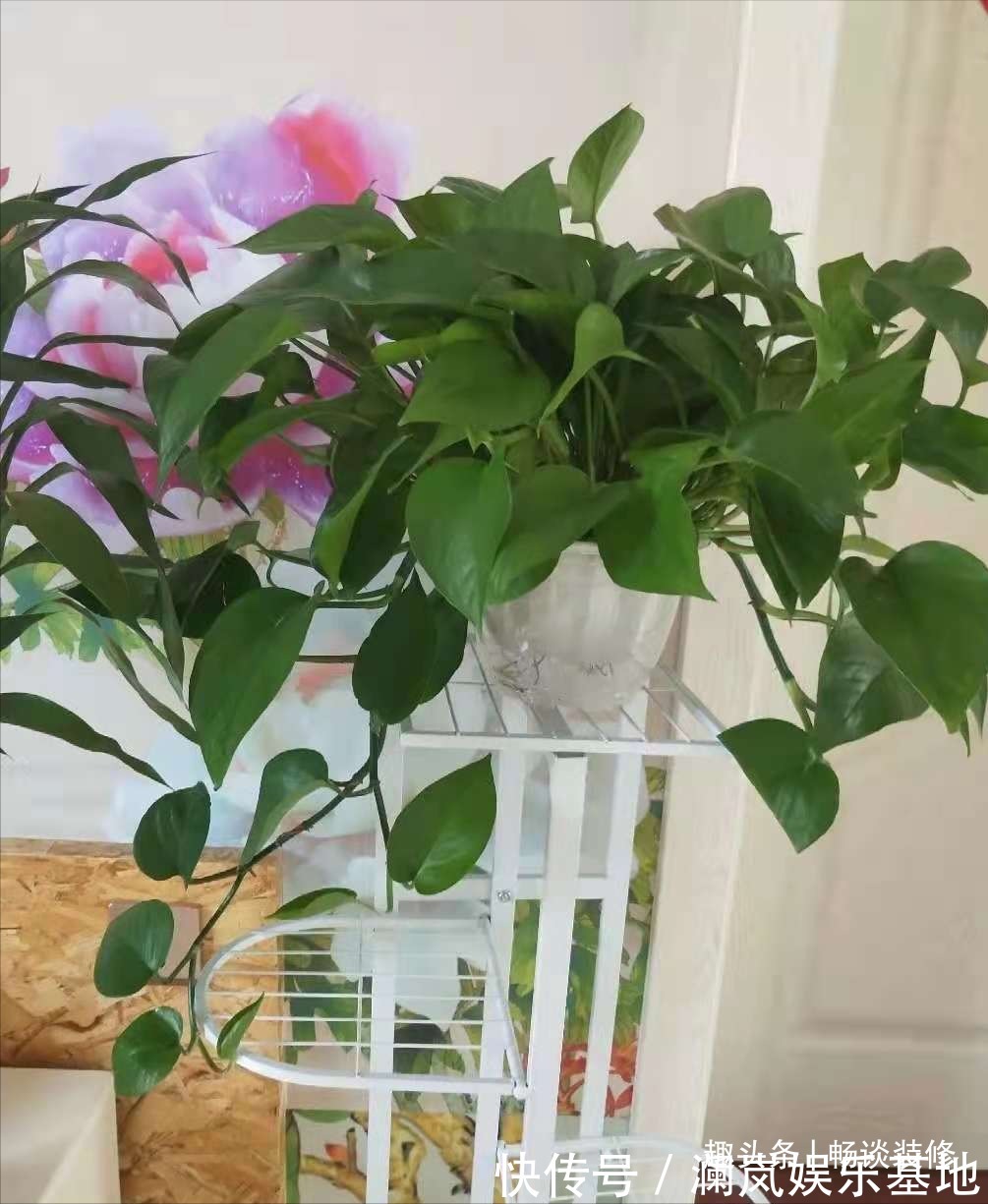 长寿花|养坏了几十盆花,才总结出来的避坑心得,养花新手看这篇就够了