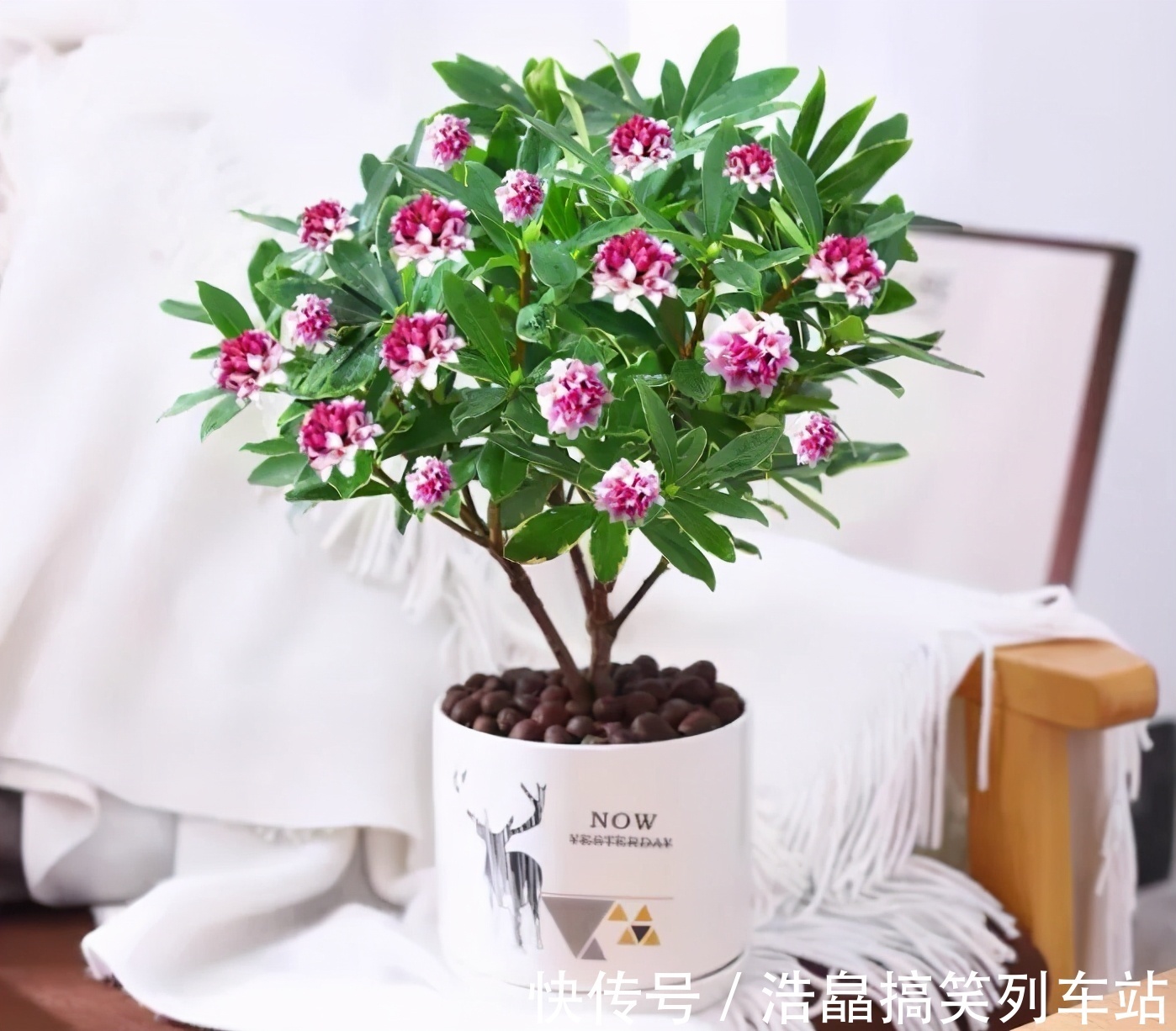 养花六年，4种花一直不舍得扔，我有喜欢它们的理由