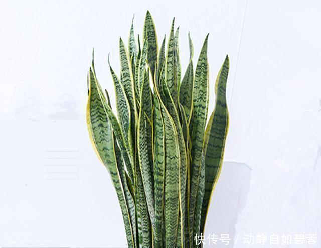 给虎皮兰和君子兰加点零食，比施肥长得好，常年长势茂盛