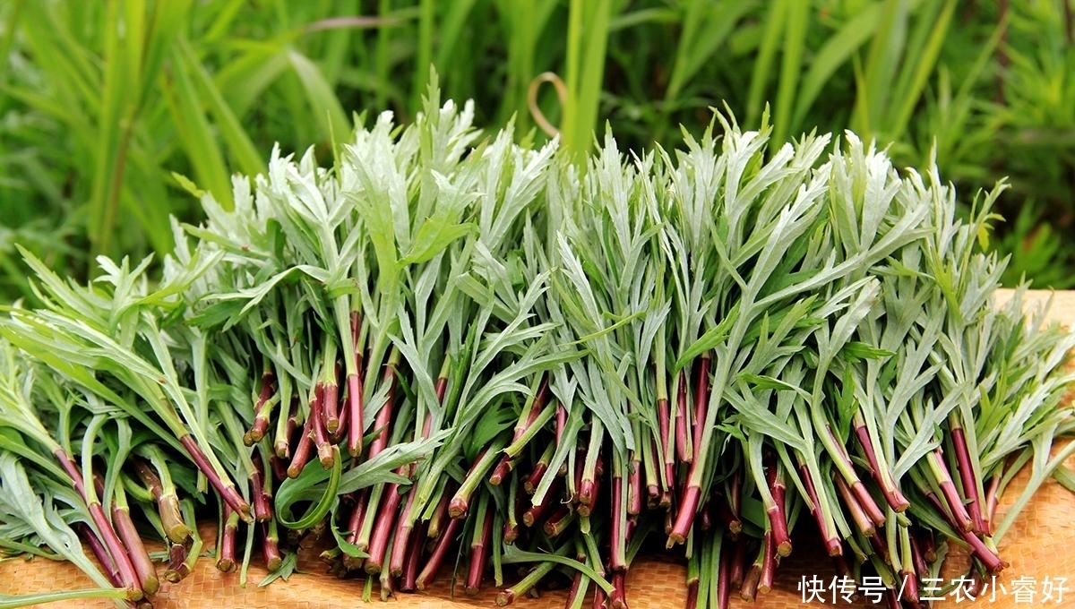 生长|长在水边的“艾草”,见到请摘一把回家,营养好,炒腊肉是一绝