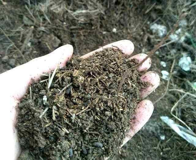 你家附近有这种树吗树下挖几铲,就是“万能土”,养啥花也旺