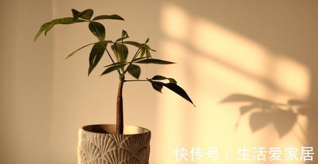 寓意|4种植物挺着“大肚子”,摆在客厅,不但寓意好,而且耐旱好养