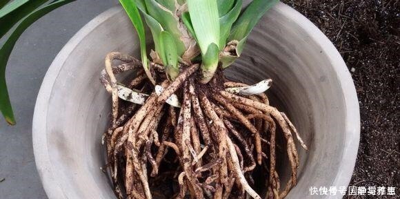 盆底|君子兰要怎么浇水注意“1点”,叶片多,长得旺,开花开疯了!