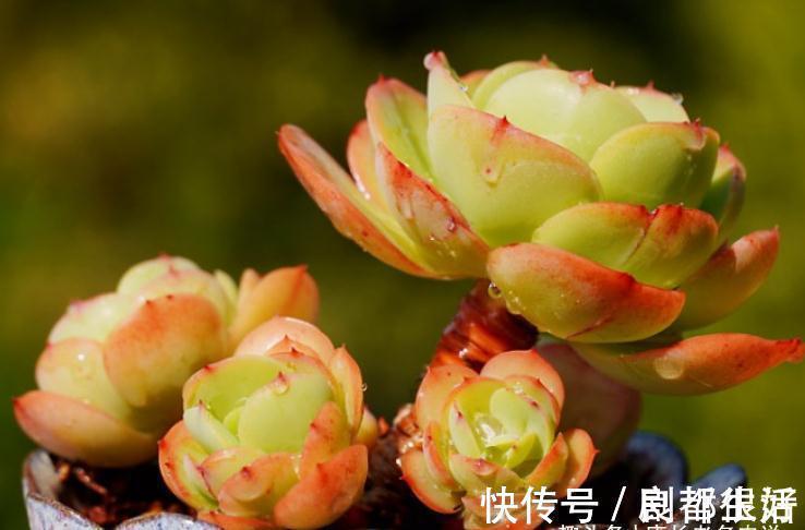 黄桃|想打造多肉十里桃林?别只盯着桃蛋,此8个品种也许更合你的口味