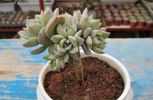 花草扦插范本：拿这4样育苗，这么操作简单易学、成活率特高