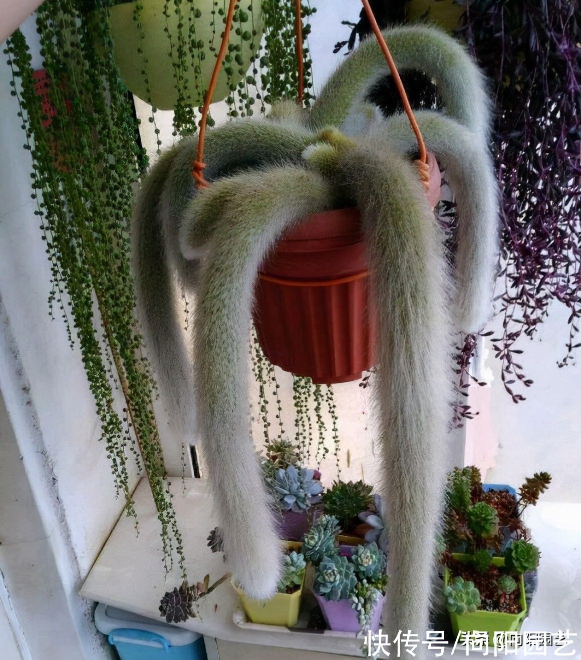 一盆猴尾柱，价值880，很多人不相信，买的人很多，植物也值钱