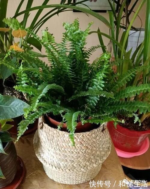 孔雀竹芋|不开花,全是叶子的盆栽,也能这么美,家里赶紧放几盆吧!