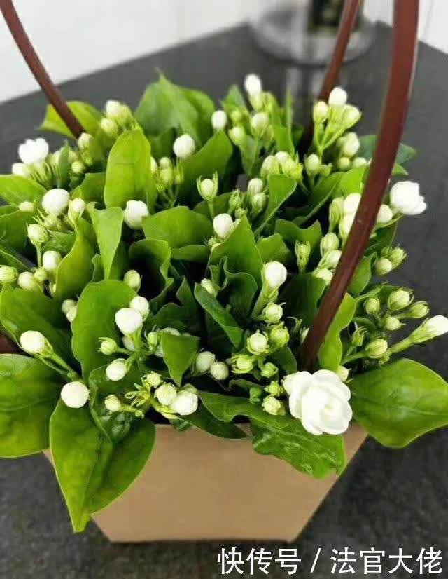 修剪|夏天这样养茉莉,不黄叶,花开一茬接一茬