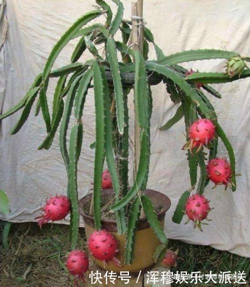能吃能观赏的火龙果,如何盆栽教你两招,来年还能吃上果实