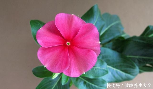 “8种花”进入6月活性高，枝条插盆就生根，不怕黑腐，长得旺！