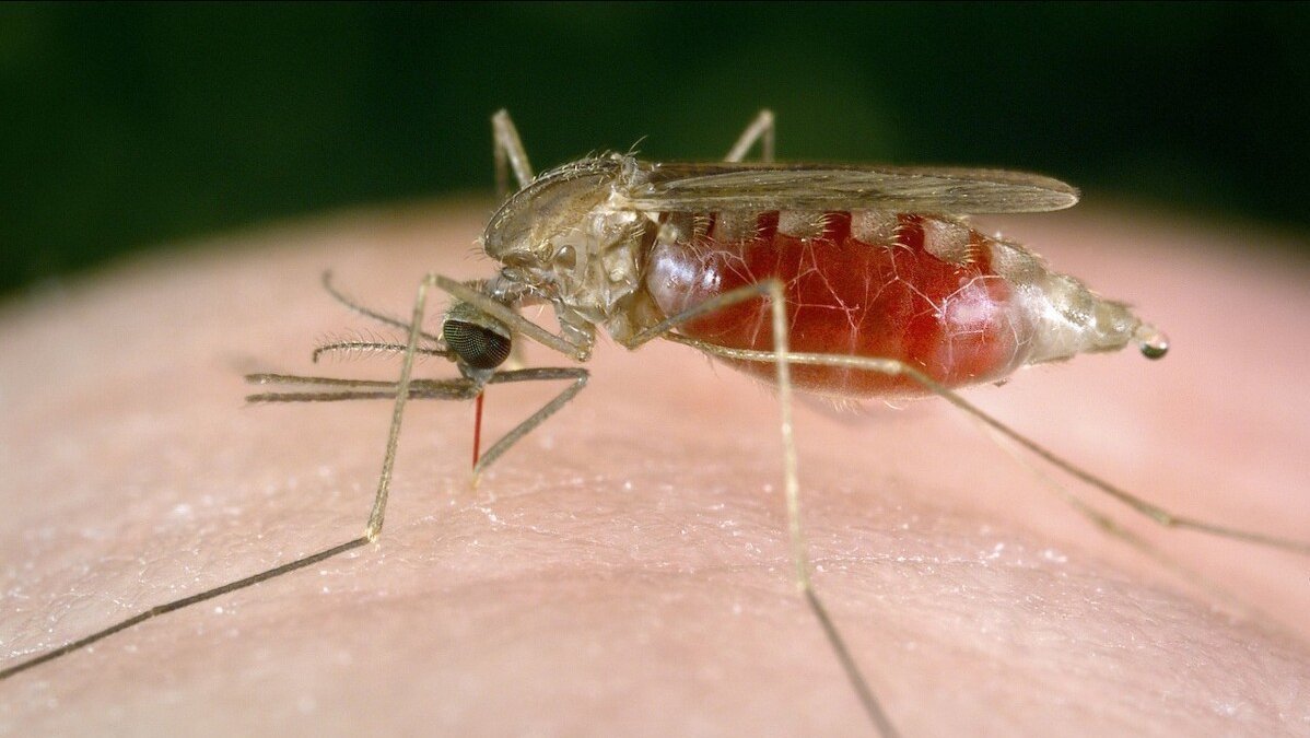 酸性|夏天被蚊子扰得不厌其烦?医生教你科学方法,轻松让蚊虫去咬别人